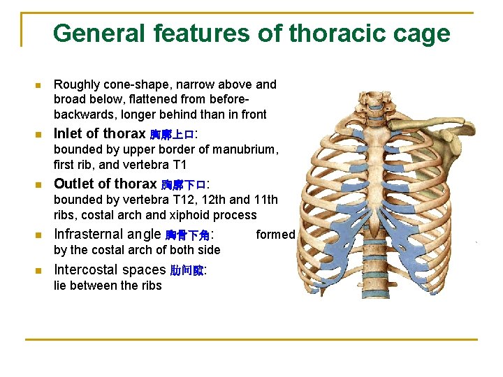 General features of thoracic cage n Roughly cone-shape, narrow above and broad below, flattened