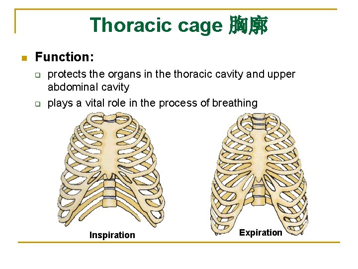 Thoracic cage 胸廓 n Function: q q protects the organs in the thoracic cavity