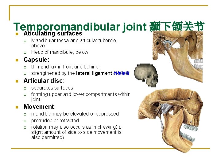 Temporomandibular joint 颞下颌关节 Aticulating surfaces n q q n Capsule: q q n thin