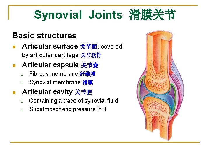 Synovial Joints 滑膜关节 Basic structures n Articular surface 关节面: covered by articular cartilage 关节软骨