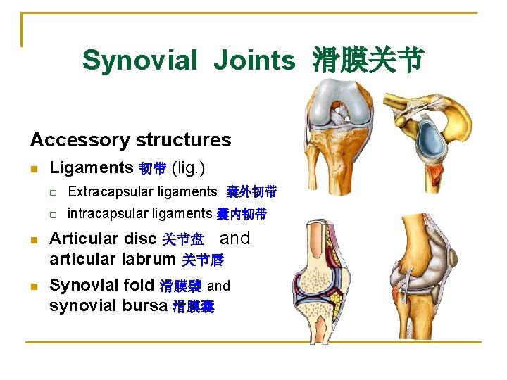 Synovial Joints 滑膜关节 Accessory structures n n n Ligaments 韧带 (lig. ) q Extracapsular
