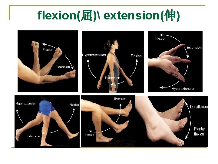 flexion(屈) extension(伸) 