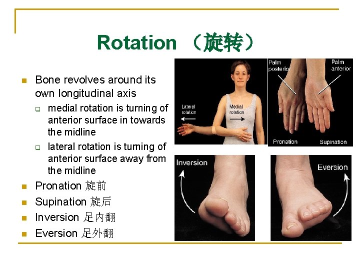 Rotation （旋转） n Bone revolves around its own longitudinal axis q q n n