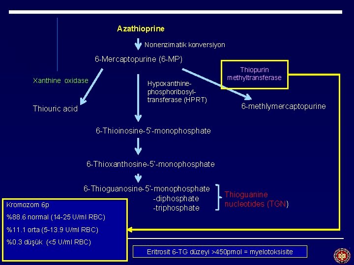 Azathioprine Nonenzimatik konversiyon 6 -Mercaptopurine (6 -MP) Xanthine oxidase Hypoxanthinephosphoribosyltransferase (HPRT) Thiouric acid Thiopurin