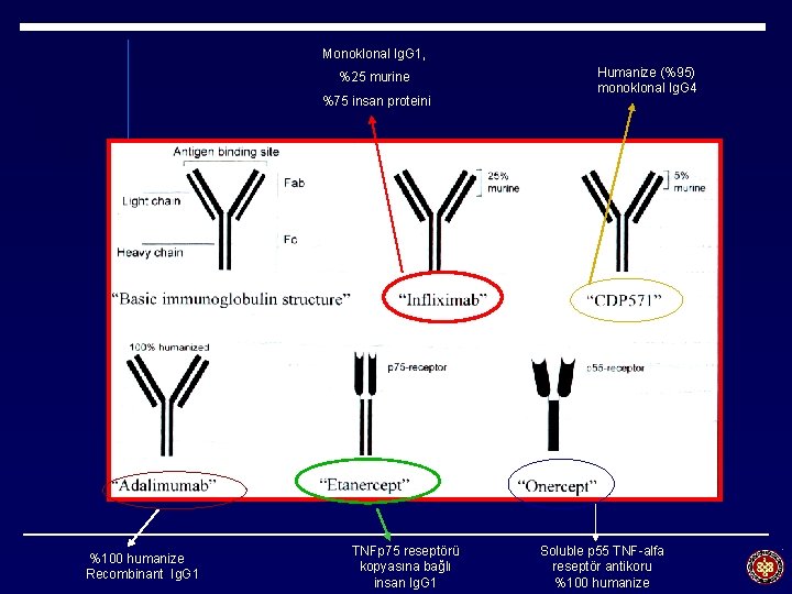 Monoklonal Ig. G 1, %25 murine %75 insan proteini %100 humanize Recombinant Ig. G