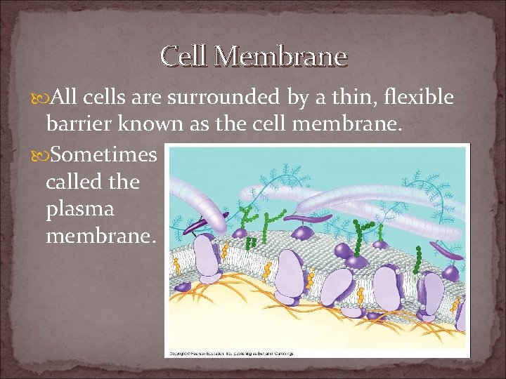 All About Cells Cell Boundaries Cell Membrane All