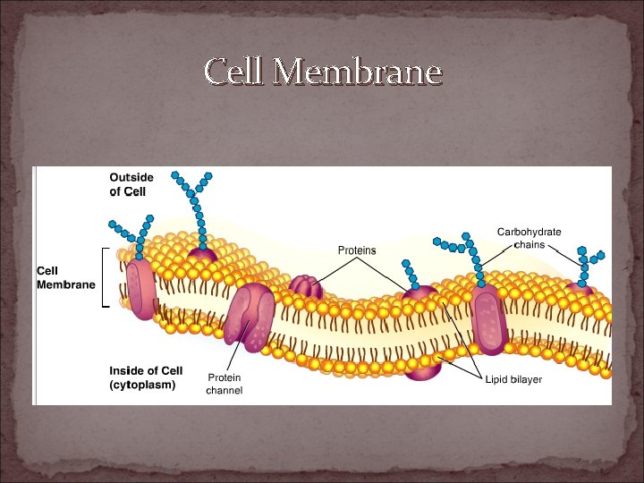 All About Cells Cell Boundaries Cell Membrane All