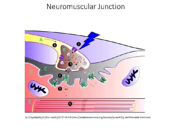 Neuromuscular Junction Neuromuscular Junction