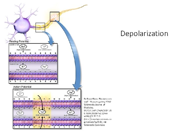 Depolarization Depolarization