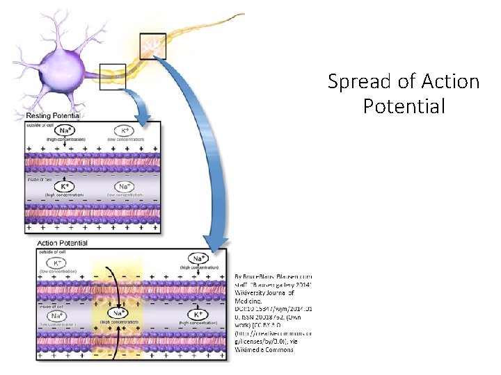 Spread of Action Potential Spread of Action Potential