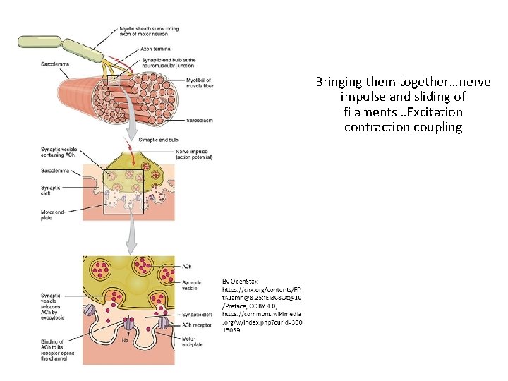 Bringing them together…nerve impulse and sliding of filaments…Excitation contraction coupling Bringing them together…nerve impulse and sliding of filaments…Excitation contraction coupling