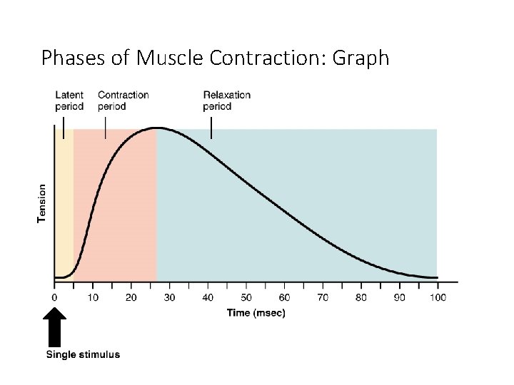 Phases of Muscle Contraction: Graph Phases of Muscle Contraction: Graph