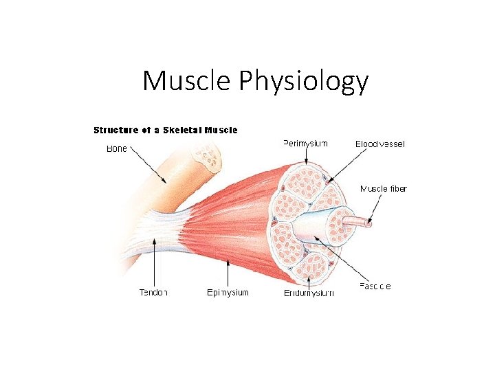 Muscle Physiology Muscle Physiology