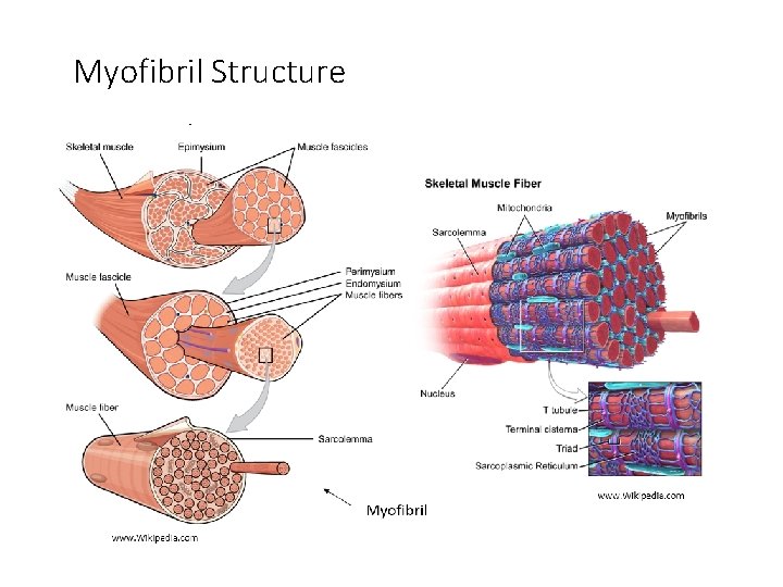 Myofibril Structure Myofibril Structure