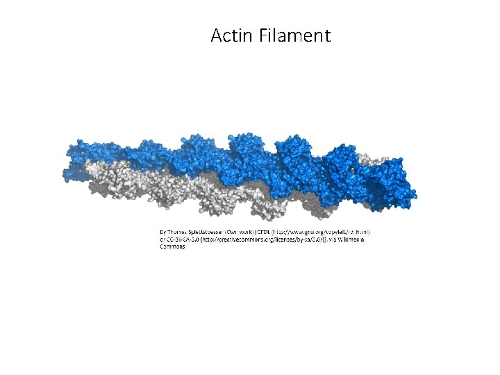 Actin Filament Actin Filament