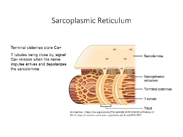 Sarcoplasmic Reticulum Sarcoplasmic Reticulum