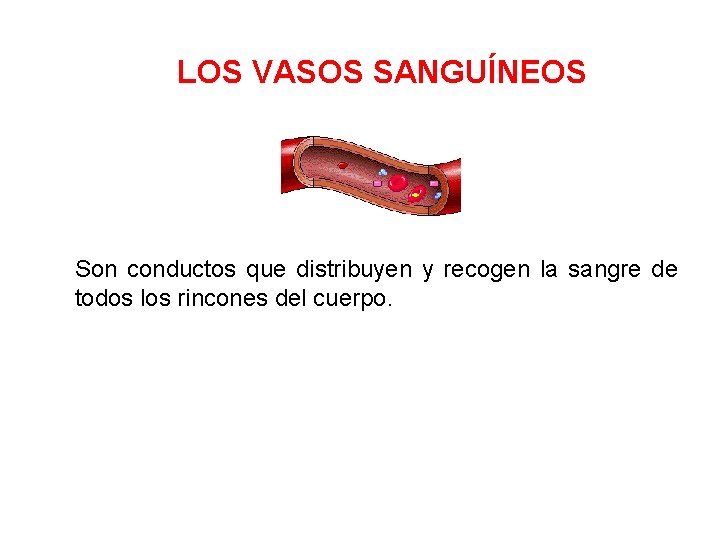 LOS VASOS SANGUÍNEOS Son conductos que distribuyen y recogen la sangre de todos los