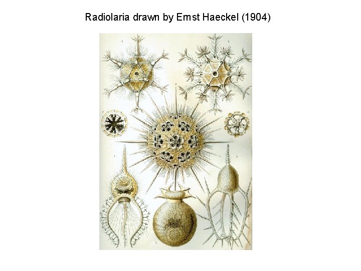 Radiolaria drawn by Ernst Haeckel (1904) 