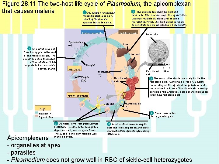 Figure 28. 11 The two-host life cycle of Plasmodium, the apicomplexan 2 The sporozoites Figure 28. 11 The two-host life cycle of Plasmodium, the apicomplexan 2 The sporozoites
