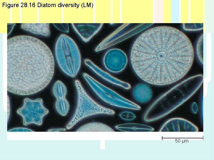 Figure 28. 16 Diatom diversity (LM) 50 µm Figure 28. 16 Diatom diversity (LM) 50 µm