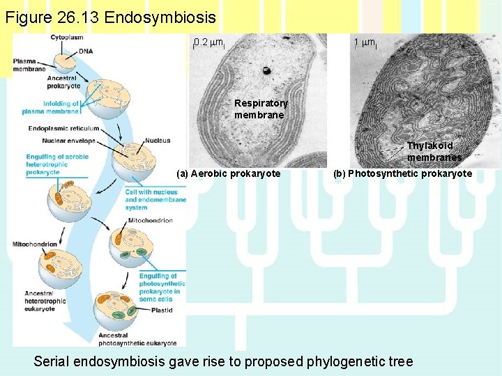 Figure 26. 13 Endosymbiosis 1 m 0. 2 m Respiratory membrane Thylakoid membranes (a) Figure 26. 13 Endosymbiosis 1 m 0. 2 m Respiratory membrane Thylakoid membranes (a)