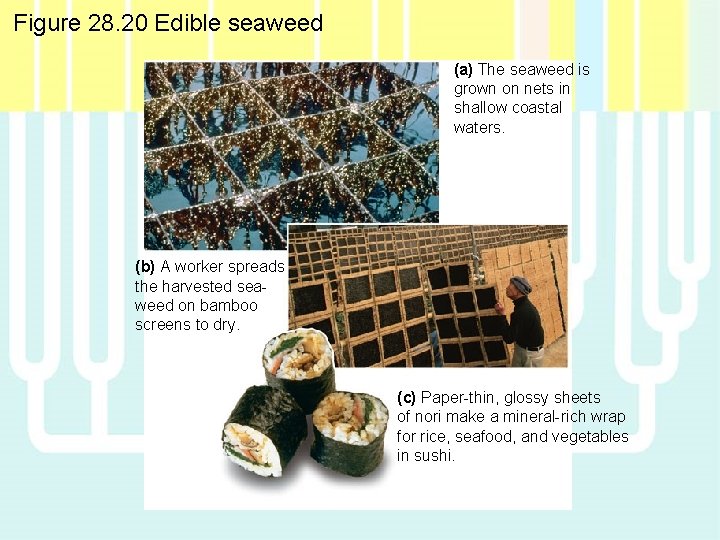 Figure 28. 20 Edible seaweed (a) The seaweed is grown on nets in shallow Figure 28. 20 Edible seaweed (a) The seaweed is grown on nets in shallow