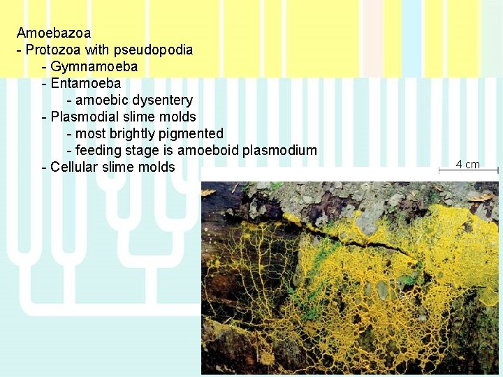 Amoebazoa - Protozoa with pseudopodia - Gymnamoeba - Entamoeba - amoebic dysentery - Plasmodial Amoebazoa - Protozoa with pseudopodia - Gymnamoeba - Entamoeba - amoebic dysentery - Plasmodial