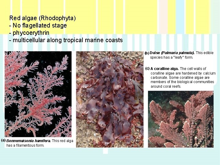 Red algae (Rhodophyta) - No flagellated stage - phycoerythrin - multicellular along tropical marine Red algae (Rhodophyta) - No flagellated stage - phycoerythrin - multicellular along tropical marine