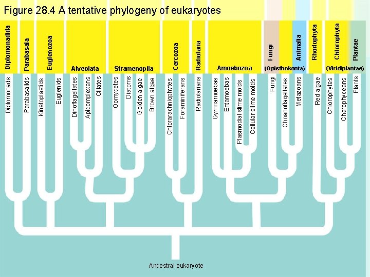 Ancestral eukaryote Plants Charophyceans (Opisthokonta) Chlorophytes Red algae Metazoans Choanoflagellates Plantae Chlorophyta Rhodophyta Animalia Ancestral eukaryote Plants Charophyceans (Opisthokonta) Chlorophytes Red algae Metazoans Choanoflagellates Plantae Chlorophyta Rhodophyta Animalia