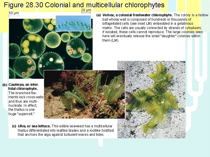 Figure 28. 30 Colonial and multicellular chlorophytes 50 µm 20 µm (a) Volvox, a Figure 28. 30 Colonial and multicellular chlorophytes 50 µm 20 µm (a) Volvox, a