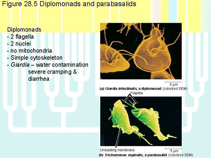 Figure 28. 5 Diplomonads and parabasalids Diplomonads - 2 flagella - 2 nuclei - Figure 28. 5 Diplomonads and parabasalids Diplomonads - 2 flagella - 2 nuclei -