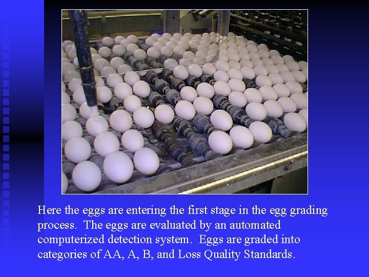 Here the eggs are entering the first stage in the egg grading process. The