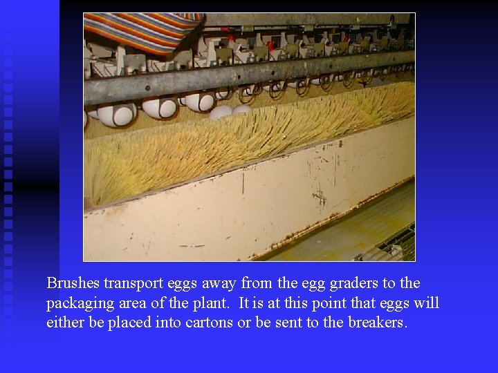 Brushes transport eggs away from the egg graders to the packaging area of the