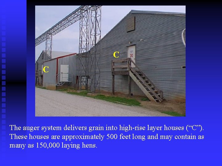 C C The auger system delivers grain into high-rise layer houses (“C”). These houses