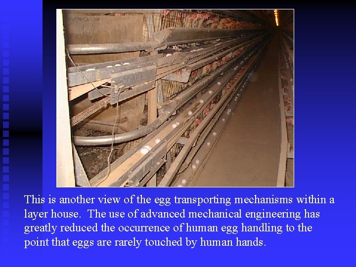 This is another view of the egg transporting mechanisms within a layer house. The