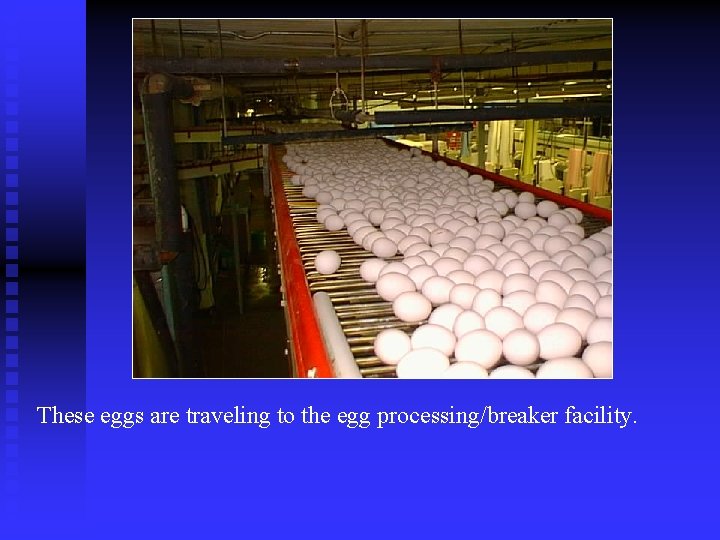 These eggs are traveling to the egg processing/breaker facility. 