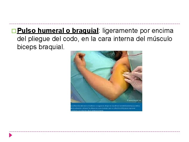 � Pulso humeral o braquial: ligeramente por encima del pliegue del codo, en la