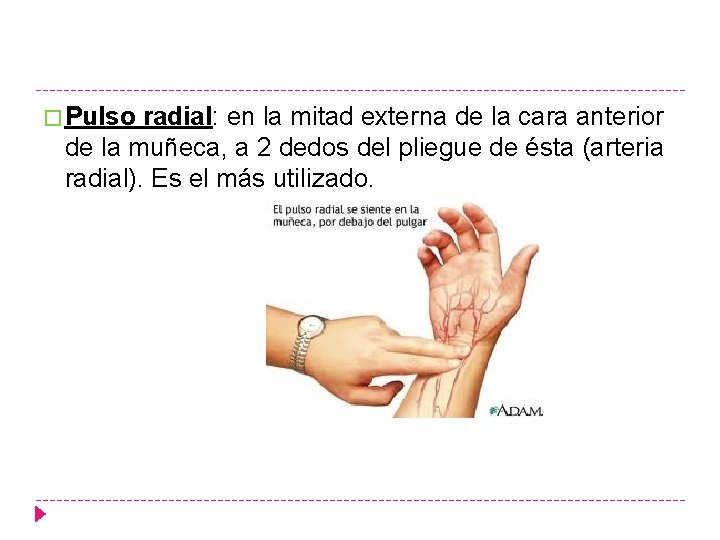 � Pulso radial: en la mitad externa de la cara anterior de la muñeca,