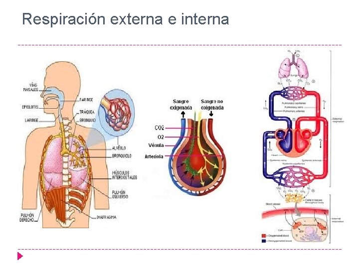 Respiración externa e interna 