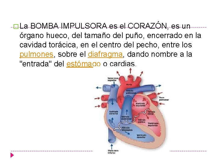 � La BOMBA IMPULSORA es el CORAZÓN, es un órgano hueco, del tamaño del