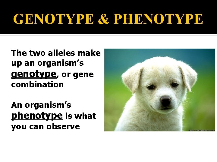 GENOTYPE & PHENOTYPE The two alleles make up an organism’s genotype, or gene combination GENOTYPE & PHENOTYPE The two alleles make up an organism’s genotype, or gene combination