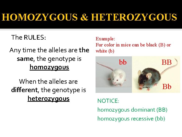 HOMOZYGOUS & HETEROZYGOUS The RULES: Any time the alleles are the same, the genotype HOMOZYGOUS & HETEROZYGOUS The RULES: Any time the alleles are the same, the genotype