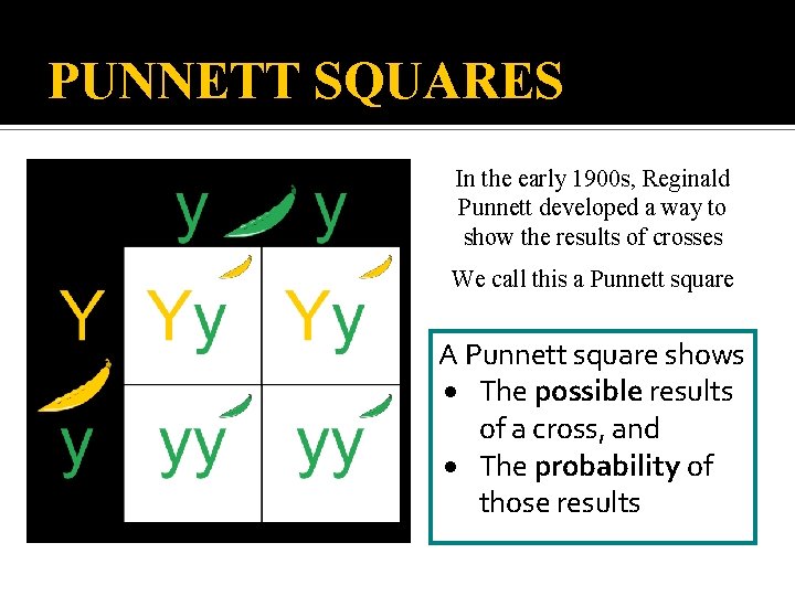 PUNNETT SQUARES In the early 1900 s, Reginald Punnett developed a way to show PUNNETT SQUARES In the early 1900 s, Reginald Punnett developed a way to show