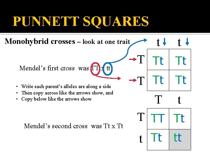 PUNNETT SQUARES Monohybrid crosses – look at one trait Mendel’s first cross was TT PUNNETT SQUARES Monohybrid crosses – look at one trait Mendel’s first cross was TT