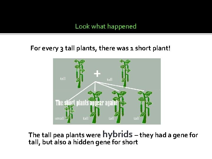 Mendel then took two of the tall plants from new generation and crossed them Mendel then took two of the tall plants from new generation and crossed them