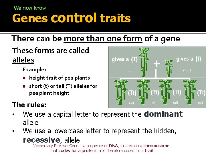 We now know Genes control traits There can be more than one form of We now know Genes control traits There can be more than one form of