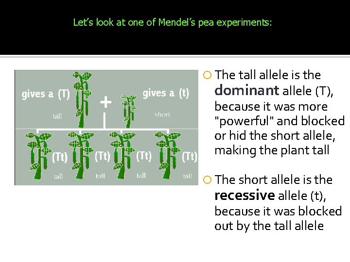 Let’s look at one of Mendel’s pea experiments: The tall allele is the dominant Let’s look at one of Mendel’s pea experiments: The tall allele is the dominant