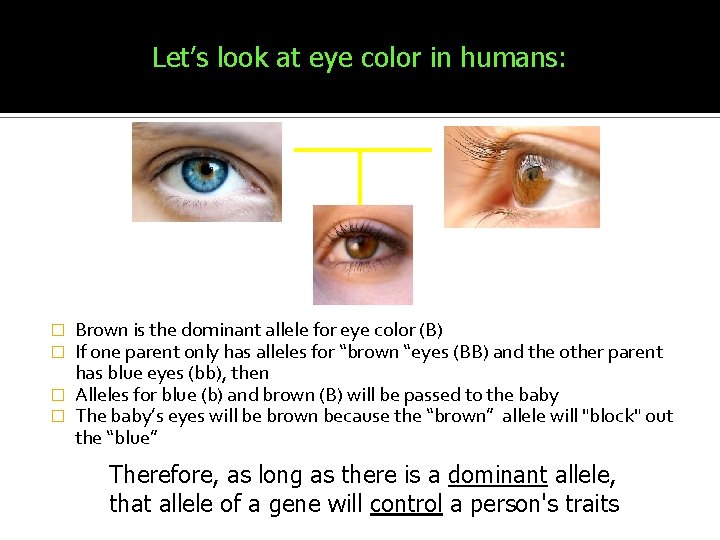 Let’s look at eye color in humans: Brown is the dominant allele for eye Let’s look at eye color in humans: Brown is the dominant allele for eye