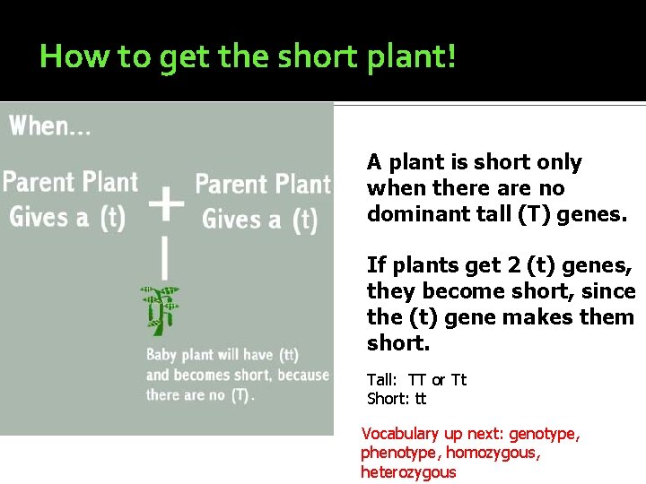 How to get the short plant! A plant is short only when there are How to get the short plant! A plant is short only when there are