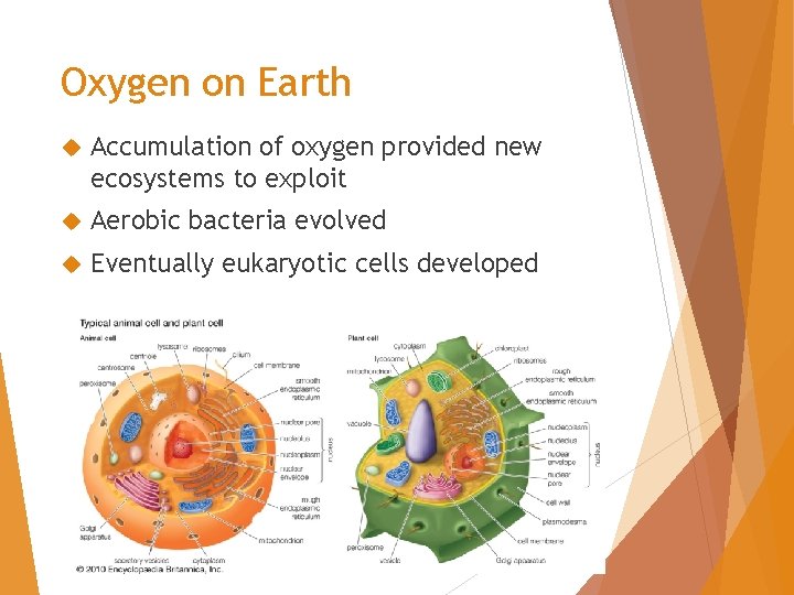 Oxygen on Earth Accumulation of oxygen provided new ecosystems to exploit Aerobic bacteria evolved